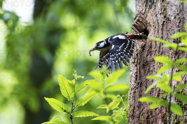 Great spotted woodpecker (Dendrocopos major), male carrying droppings from the breeding cavity, Bad Homburg, Hesse, Germany, Europe