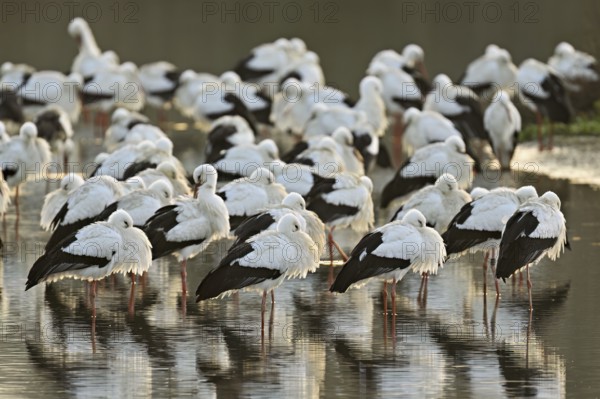 White storks (Ciconia ciconia), large flock roosting in shallow water, Flachsee, Canton Aargau, Switzerland, Europe