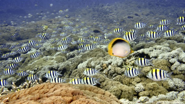 A school of striped fish, Indo-Pacific sergeant (Abudefduf vaigiensis), swimming over a coral reef in clear water, dive site SD, Nusa Ceningan, Nusa Penida, Bali, Indonesia, Asia