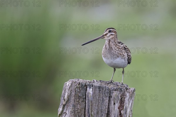 Snipe (Gallinago gallinago), standing on fence posts of a pasture, on moorland, snipe birds, wildlife, nature photography, Ochsenmoor, Naturpark Dümmer See, Hüde, Lower Saxony, Germany, Europe