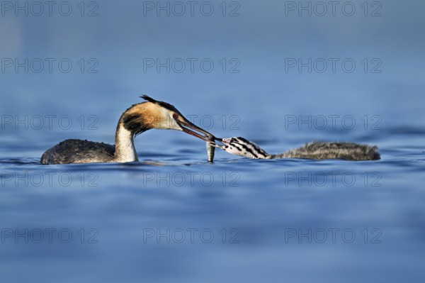 Great crested grebe (Podiceps scalloped ribbonfish) feeding its offspring with fish, Lake Zug, Canton Zug, Switzerland, Europe