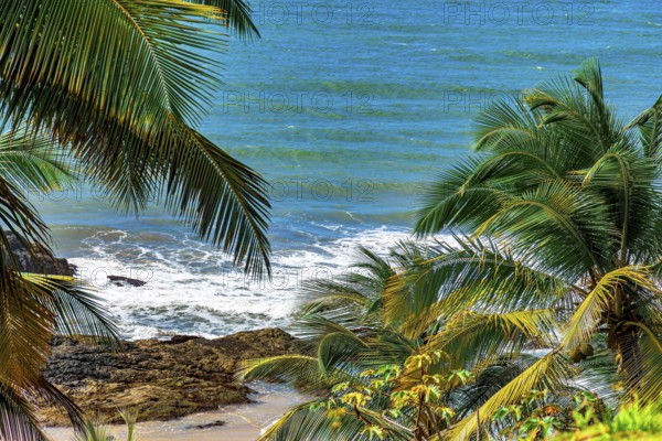 Beach and sea seen through the leaves of coconut trees on the coast of Bahia in Brazil, Serra Grande, Bahia, Brazil, South America