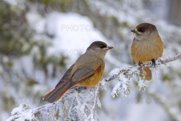 Siberian jay (Perisoreus infaustus, Corvus infaustus) couple perched in spruce tree in snow covered taiga in winter, Scandinavia
