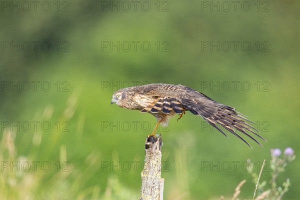 Montagu's harrier (Circus pygargus) wbl Germany