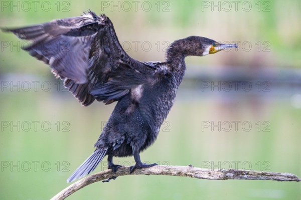 Cormorant (Phalacrocorax carbo) Germany