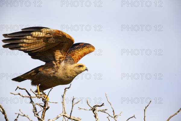 Savannah Buzzard (Heterospizias meridionalis) Pantanal Brazil