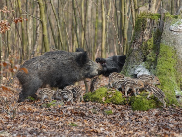Wild boar, wild boar (Sus scrofa) two bucks and young boar looking for food in the forest, Germany, Europe