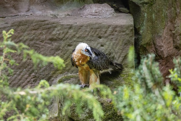 Bearded vulture (Gypaetus barbatus) captive Germany
