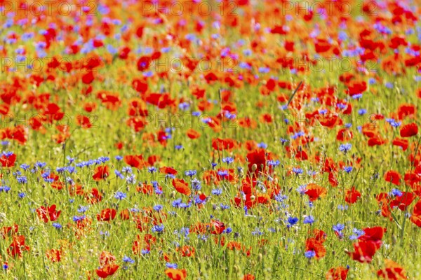 Corn poppy (Papaver rhoeas) and cornflower (Centaurea cyanus) in bloom in a meadow, Saxon Switzerland, Saxony, Germany, Europe