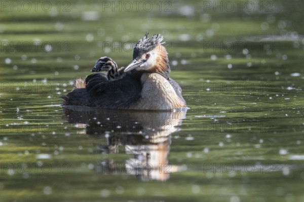 Great Crested Grebe (Podiceps Scalloped ribbonfish) with juveniles, Emsland, Lower Saxony, Germany, Europe