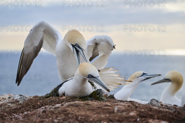 Northern gannet (Morus bassanus) couple having a love game on the cliff, wildlife, Helgoland, Germany, Europe