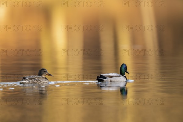 Mallard (Anas platyrhynchos), male and female swimming together, Vulkaneifel, Rhineland-Palatinate, Germany, Europe