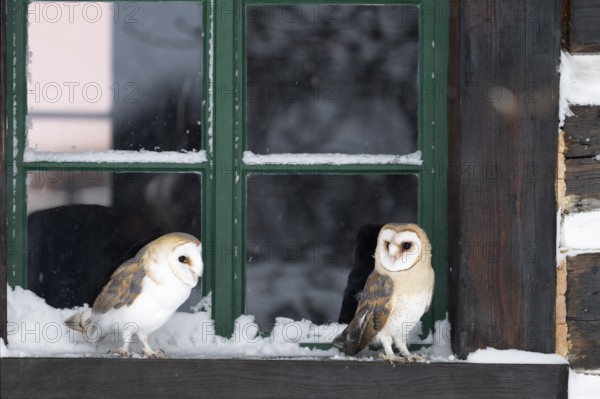 Barn owl (Tyto alba), Czech Republic, Europe