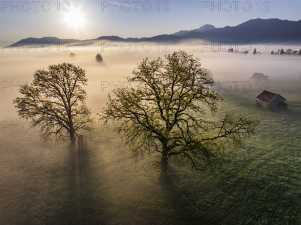 Aerial view, trees, light green leaves, oak, morning light, fog, mountains, sunny, backlight, sun, spring, Loisach-Lake Kochel-Moor, foothills of the Alps, Bavaria, Germany, Europe
