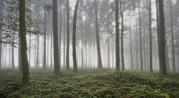 Forest in the fog, Horben, Lindenberg, Canton Aargau, Switzerland, Europe