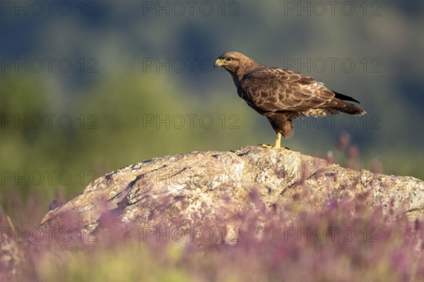 Common Buzzard (Buteo buteo) perched on a rock amongst flowers, Madrid, Spain, Europe