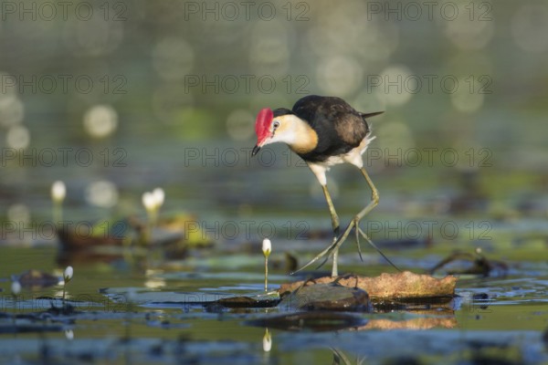 Comb-crested Jacana (Irediparra gallinacea), Queensland, Australia, Oceania
