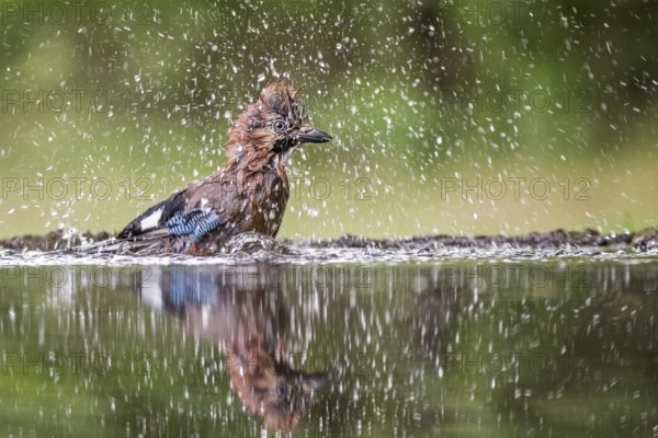 Eurasian Jay (Garrulus glandarius) bathing, Hungary, Europe