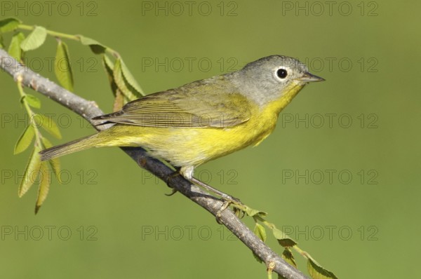 Nashville Warbler (Leiothlypis ruficapilla), Texas, USA, North America