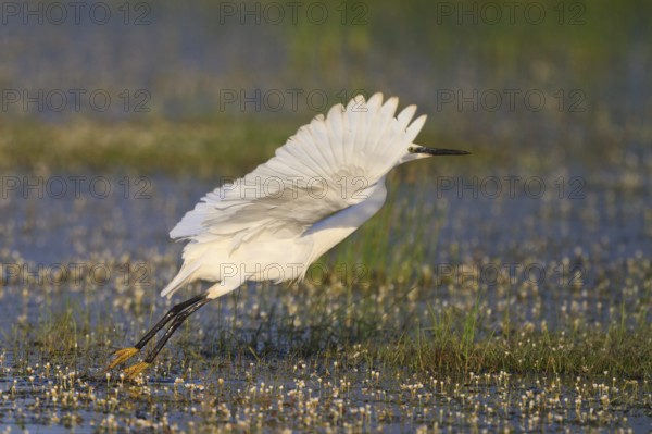 Little Egret (Egretta garzetta) foraging, Greece, Europe