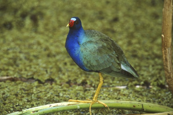Purple Gallinule (Porphyrio martinica), Florida, USA, North America