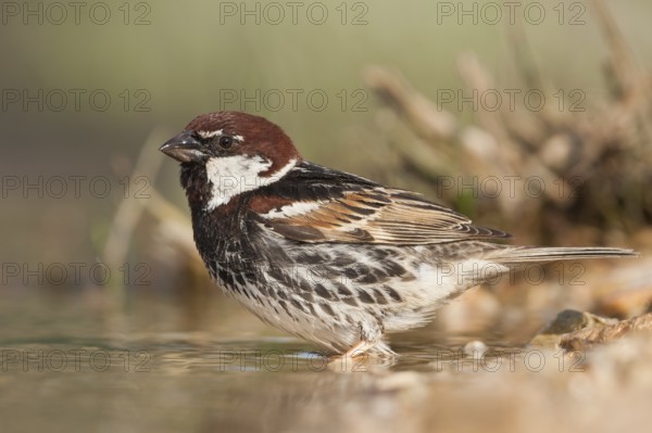 Spanish Sparrow - Weidensperling - Passer hispaniolensis ssp. hispaniolensis, adult male, Croatia, Europe