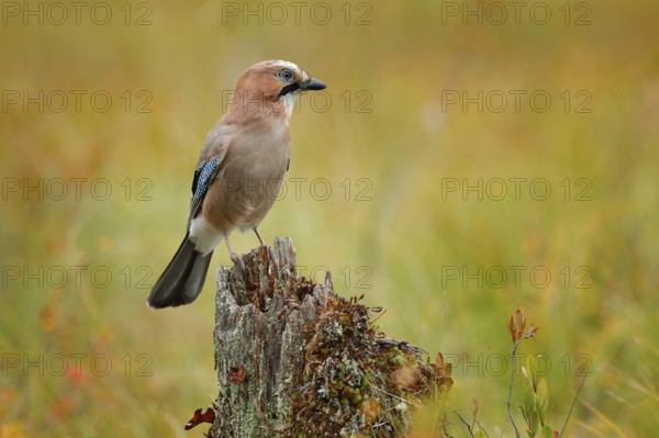 Orange forest leaves with beautiful bird. Close-up portrait of beautiful jay. Portrait of nice bird Eurasian Jay, Garrulus glandarius, with orange fall down leaves orange autumn. Jay from Finland