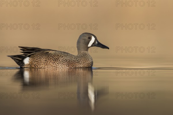 Blue-winged Teal (Anas discors) swimming in a pond in Manitoba, Canada, North America
