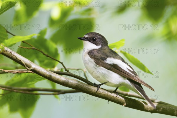 European Pied Flycatcher (Ficedula hypoleuca) male, Baden-Wuerttemberg, Germany, Europe