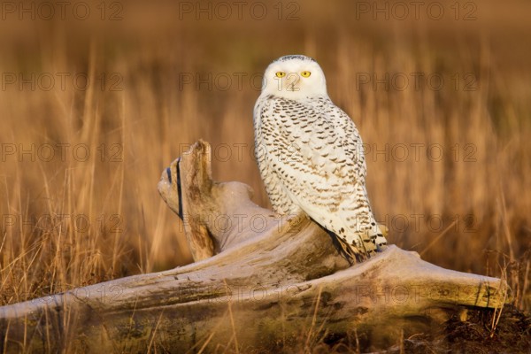 Snowy Owl (Bubo scandiacus) female, British Columbia, Canada, North America