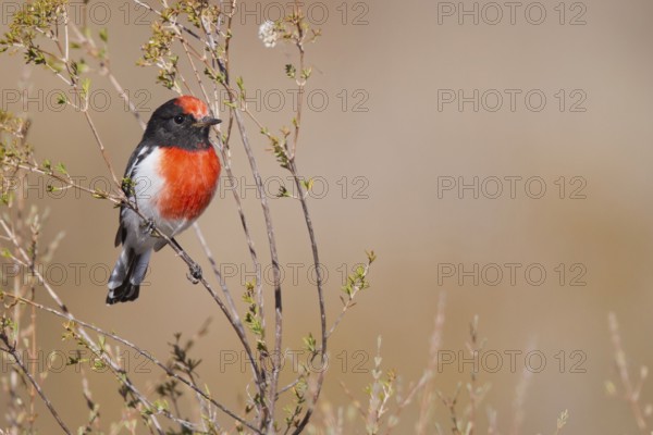 Red-capped Robin (Petroica goodenovii), Western Australia, Australia, Oceania