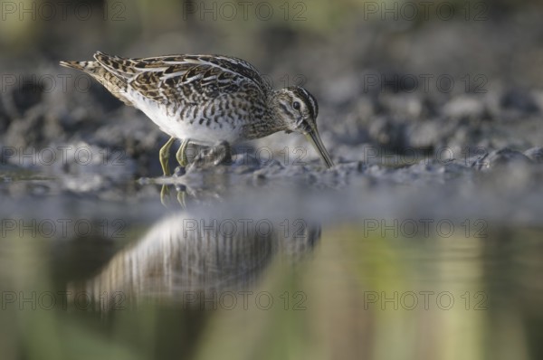 Common Snipe (Gallinago gallinago), Thuringia, Germany, Europe