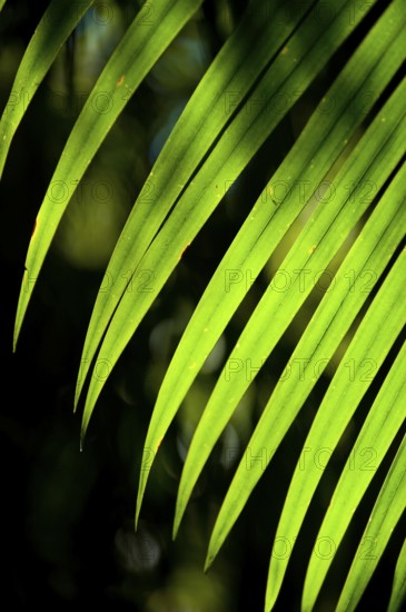 Palm leaf in sunlight, plant, palm, detail, structure, texture, flora, light, play of light, luminous