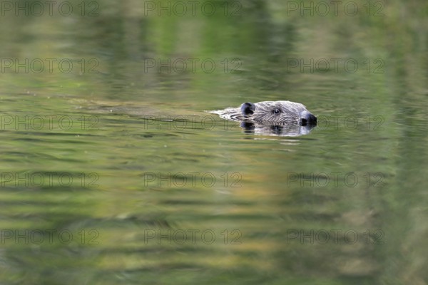 Eurasian beaver, european beaver (Castor fiber), swimming in the river, Freiamt, Canton Aargau, Switzerland, Europe
