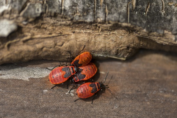Fire bugs (Pyrrhocoridae) on dead wood, Bavaria, Germany, Europe