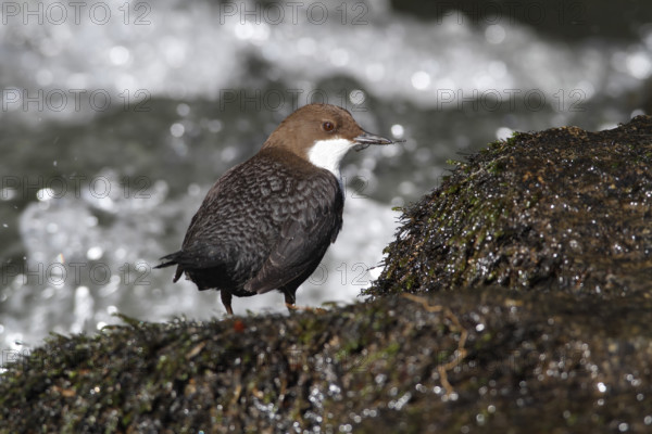 White-throated Dipper (Cinclus cinclus) on mossy stones on the bank of a mountain stream, Saxon Switzerland, Elbe Sandstone Mountains, Saxony, Germany, Europe