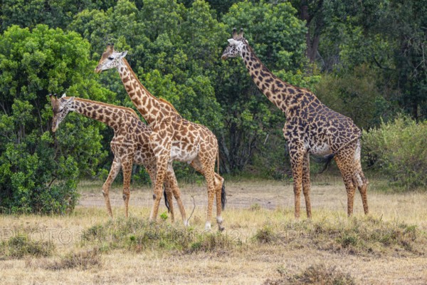 Masai giraffe (Giraffa c. tippelskirchi) Masai Mara Kenya