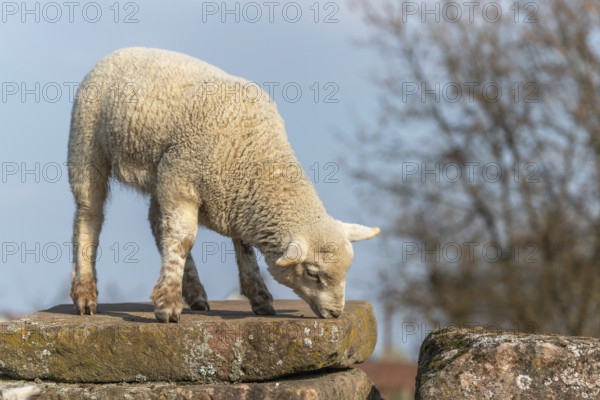 Lamb standing on a stone in a country farm. France