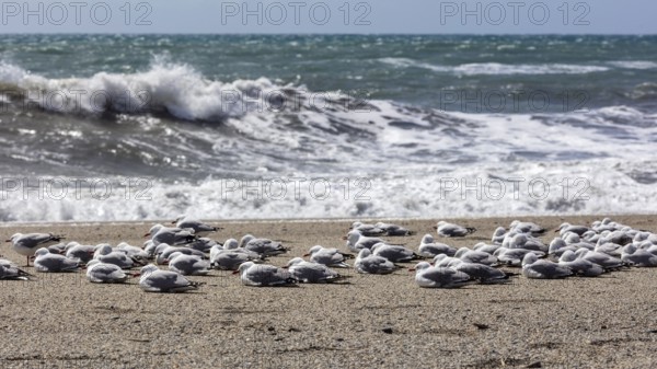Maori black-billed gull (Chroicocephalus bulleri), Ship Creek, Beach, New Zealand, Oceania