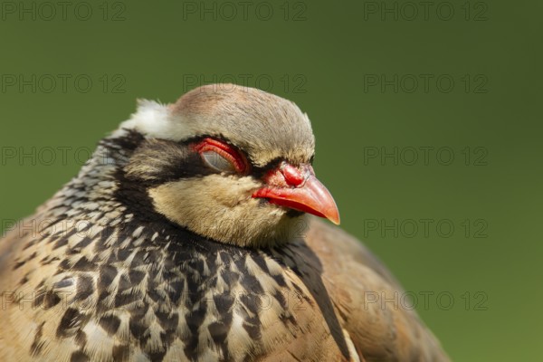 Red legged or French partridge (Alectoris rufa) adult bird sleeping, Norfolk, England, United Kingdom, Europe