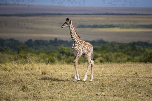 Masai giraffe (Giraffa c. tippelskirchi) Masai Mara Kenya