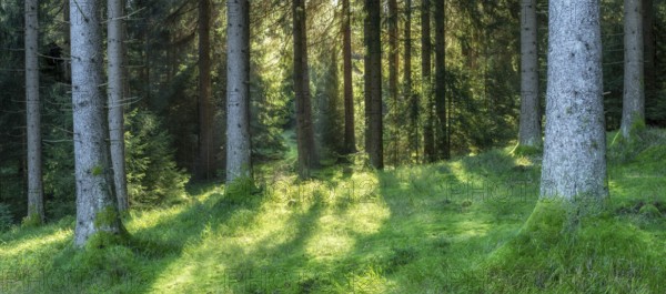 Panorama, sunny spruce forest, Thuringian Forest, Thuringia, Germany, Europe