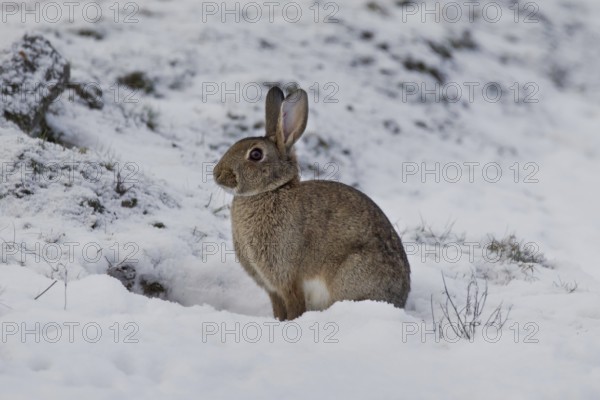 European rabbit (Oryctolagus cuniculus) sitting in the snow in winter, Germany, Europe
