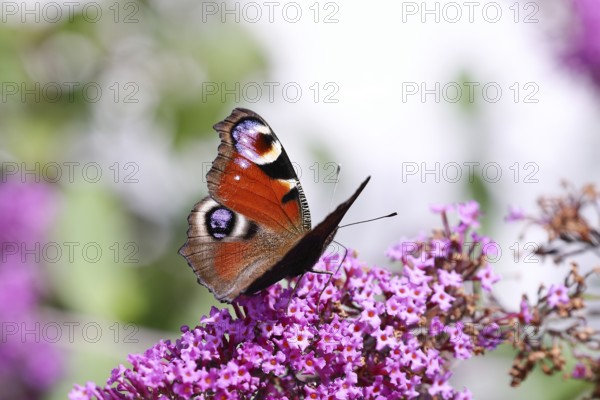 European peacock (Aglais io), on butterfly bush or butterfly-bush (Buddleja davidii), high-key image, Wilden, North Rhine-Westphalia, Germany, Europe