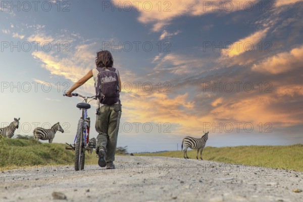 A girl on a bike next to Zebras in Naivasha in Hells Gate Park at sunset, Kenya, Africa