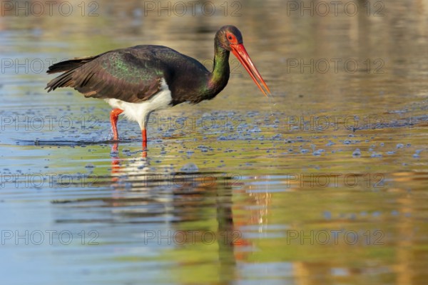 Black stork (Ciconia nigra), searching for food in the water, Lesbos Island, Greece, Europe