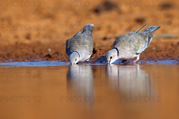 Red-crested Pigeon, (Streptopelia vinacea), Red-winged Turtle Dove, Morgan Kunda lodge / road to Kat, Jajari, North Bank, Gambia, Africa