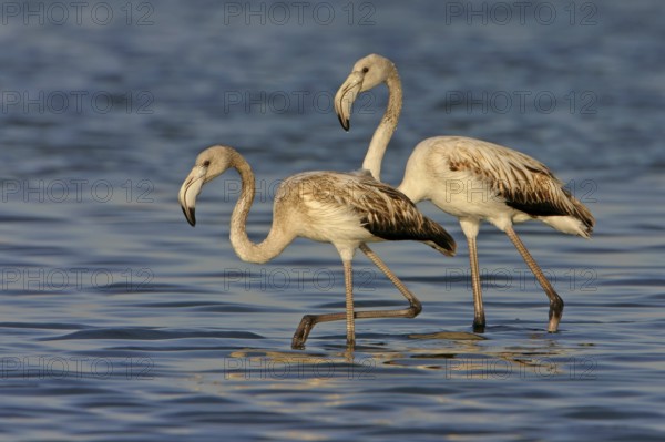 Greater flamingo (Phoenicopterus roseus), East Khawr / Khawr Ad Dahariz, Salalah, Dhofar, Oman, Asia