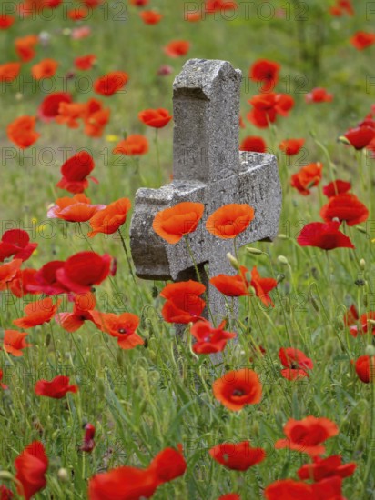 Poppy, poppy, cemetery, gravestone, cross, flowers, poppies, Tiszaalp-r, Kiskuns-gi National Park, B-cs-Kiskun, Hungary, Europe