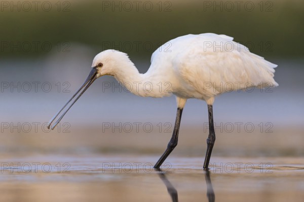 Spoonbill, (Platalea leucorodia), Floating Hide fixed, Tiszaalpár, Kiskunsági National Park, Bács-Kiskun, Hungary, Europe